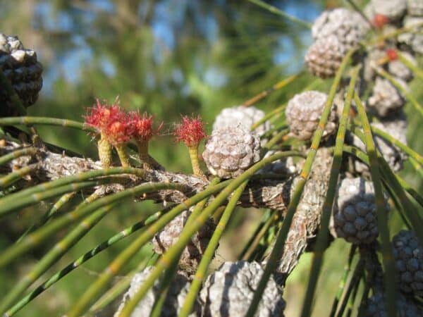 Graines de Casuarina equisetifolia, graines de Filao, Pin australien