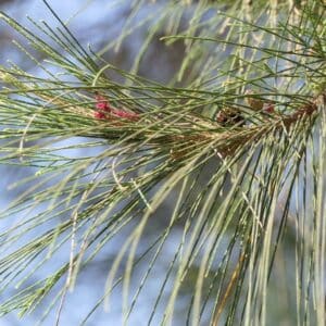 Graines de Casuarina equisetifolia, graines de Filao, Pin australien