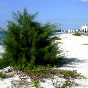 Graines de Casuarina equisetifolia, graines de Filao, Pin australien