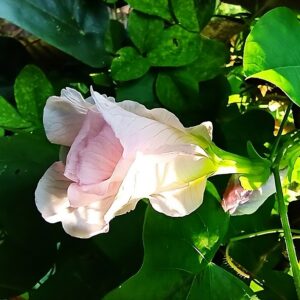 Graines de Clitoria ternatea 'Pink Double', Graines de Liane de Ternate 'Pink Double', Clitorie de Ternate