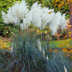 Graines de Cortaderia selloana, Graines d'Herbe de la pampa 'White'
