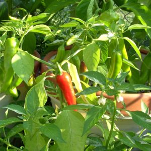 Graines de Piment poisson - Graines de Capsicum annuum