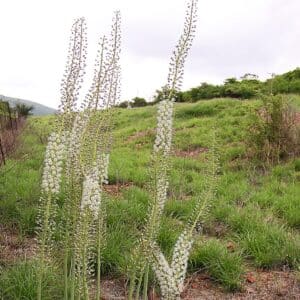 Graines de Drimia altissima, Graines de Squill africain