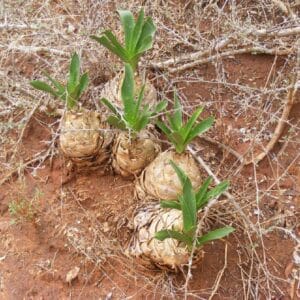 Graines de Drimia altissima, graines de Squill africain