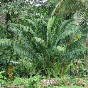 Graines d'Elaeis oleifera, Graines de Palmier à huile américain