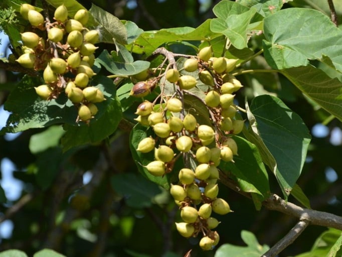 Fruits de Paulownia tomentosa