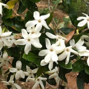 Graines de Gardenia urvillei, Graines de Tiaré calédonien, Graines de Gardénia de forêt sèche