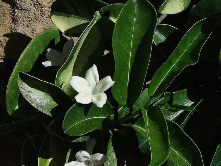 100 Graines De Fleurs De Tiaré Fraîches - Pour Jardinage Extérieur, Culture Facile, Bonsaï Possible - 5