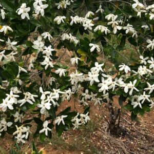 Graines de Gardenia urvillei, Graines de Tiaré calédonien, Graines de Gardénia de forêt sèche