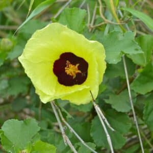 Graines d'Hibiscus cannabinus 'Yellow Kenaf', Graines de Kénaf Yellow, Kénaf jaune