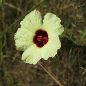 Graines d'Hibiscus cannabinus 'Yellow Kenaf', Graines de Kénaf Yellow, Kénaf jaune