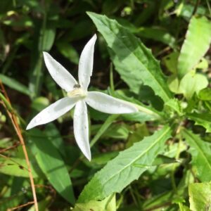 Graines de Hippobroma longiflora, Graines d'une Étoile de Bethléem