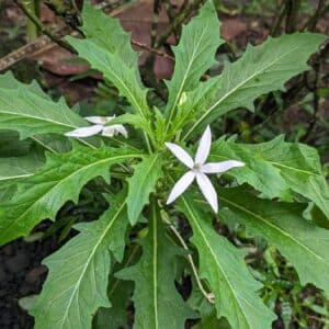 Graines de Hippobroma longiflora, Graines d'une Étoile de Bethléem