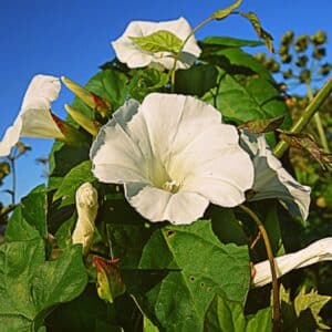 Graines d'Ipomoea alba, graines d'Ipomée blanche, Fleur de lune