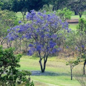 Graines de Jacaranda Mimosifolia, Graines de Flamboyant bleu