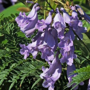 Graines de Jacaranda Mimosifolia, Graines de Flamboyant bleu