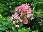 Graines de Lagerstroemia indica, Graines de Lilas d'Inde, Graines de Petit goyavier fleur