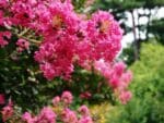 Graines de Lagerstroemia indica, Graines de Lilas d'Inde, Graines de Petit goyavier fleur