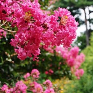 Graines de Lagerstroemia indica, Graines de Lilas d'Inde, Graines de Petit goyavier fleur