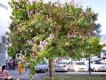 Graines de Lagerstroemia indica, Graines de Lilas d'Inde, Graines de Petit goyavier fleur
