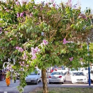 Graines de Lagerstroemia indica, Graines de Lilas d'Inde, Graines de Petit goyavier fleur