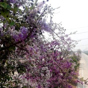 Graines de Lagerstroemia loudonii, Graines de Salao