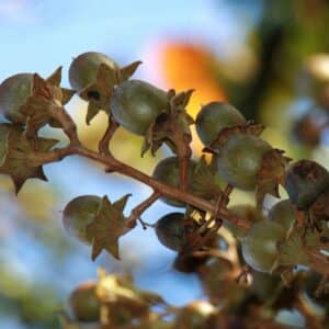 Graines de Lagerstroemia loudonii, Graines de Salao