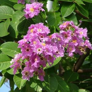 Graines de Lagerstroemia speciosa, graines de Lilas des Indes
