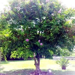 Graines de Lagerstroemia speciosa, graines de Lilas des Indes