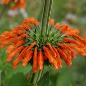 Graines de Leonotis nepetifolia, graines de Léonotis à feuilles de Népète, graines de queue-de-lion à feuilles de népète