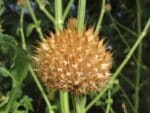 Graines de Leonotis nepetifolia, graines de Léonotis à feuilles de Népète, graines de queue-de-lion à feuilles de népète