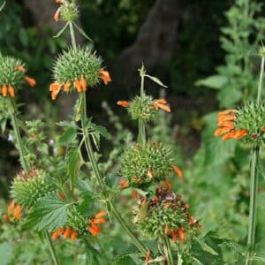 Graines de Leonotis nepetifolia, graines de Léonotis à feuilles de Népète, graines de queue-de-lion à feuilles de népète