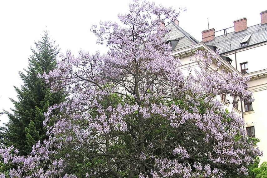 Paulownia tomentosa - Culture en pleine-ville d'Arbre impérial (CC BY-SA 3.0 - Petr Filippov)