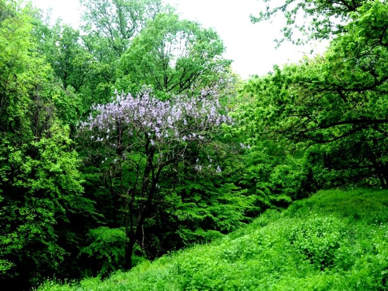 Paulownia tomentosa en forêt naturelle d'Amérique du Nord