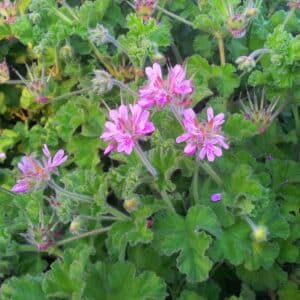 Graines de Pelargonium capitatum, Graines de Géranium rosat, graines de Pélargonium à fleurs en tête