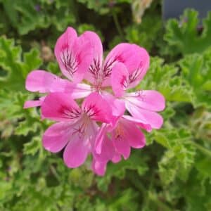 Graines de Pelargonium capitatum, graines de Géranium rosat, graines de Pélargonium à fleurs en tête