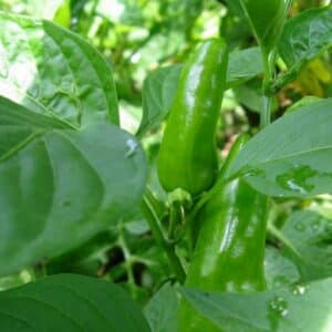 Graines de Piment Fresno - Graines de Capsicum annuum