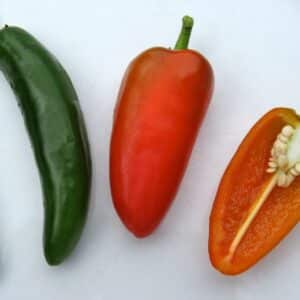 Graines de Piment Fresno - Graines de Capsicum annum