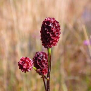 Graines de Sanguisorba officinalis, graines de Sanguisorbe officinale, Graines de grande pimprenelle