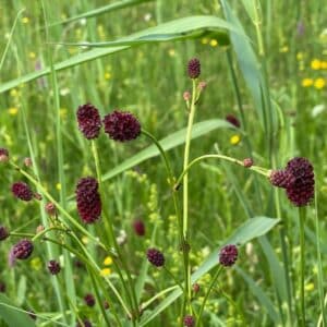 Graines de Sanguisorba officinalis, graines de Sanguisorbe officinale, Graines de grande pimprenelle