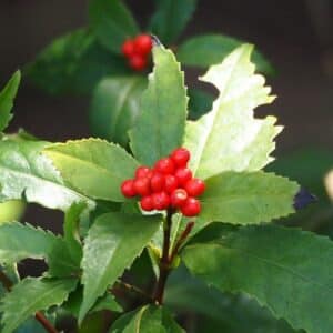 Graines de Sarcandra glabra, Graines d'Herbe glabre de Sarcanda