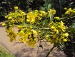 Graines de Senna siamea, graines de Casse de siam, Graines du Cassia du Siam