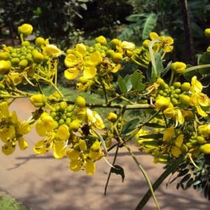 Graines de Senna siamea, graines de Casse de siam, Graines du Cassia du Siam