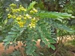 Graines de Senna siamea, graines de Casse de siam, Graines du Cassia du Siam