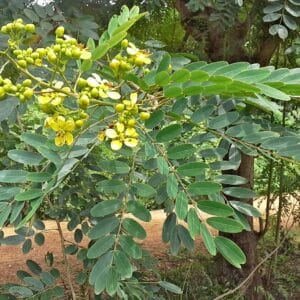 Graines de Senna siamea, graines de Casse de siam, Graines du Cassia du Siam