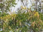Graines de Senna siamea, graines de Casse de siam, Graines du Cassia du Siam