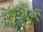 Graines de Solanum muricatum, Graines de Pepinos
