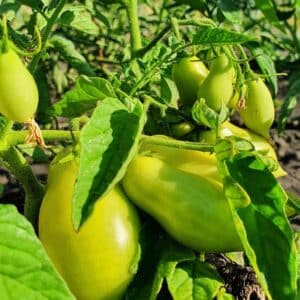 Graines de Tomate Artisan Blush Tiger verte, Graines de Solanum lycopersicum