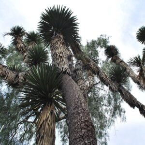 Graines de Yucca Filifera, graines de Yucca filifère