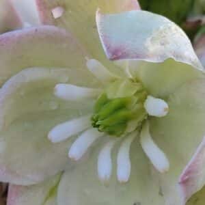 Graines de Yucca Glauca, Graines de Yucca Glauque